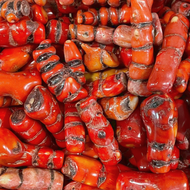 CORAL PALOS 40-55MM (COLOR REALZADO CON TINTA) - GRUESOS