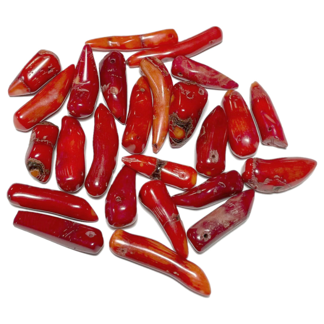 CORAL COLMILLOS 20-30MM (COLOR REALZADO CON TINTA) - CHICOS