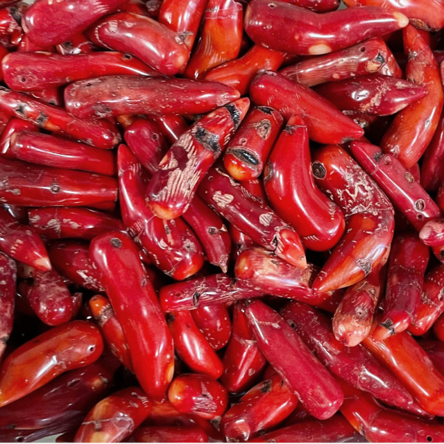 CORAL COLMILLOS 35-50MM (COLOR REALZADO CON TINTA) - MEDIANOS