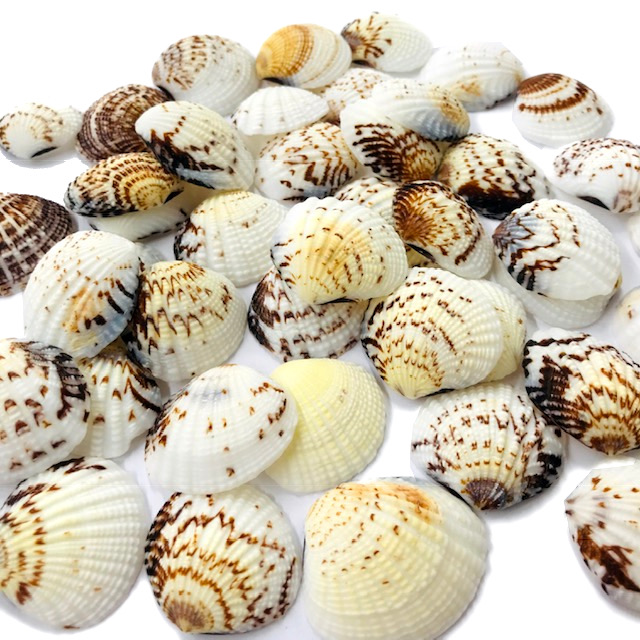 CARACOLAS SIN AGUJERO BLANCAS-MARRONES 30X30MM (32APROX)